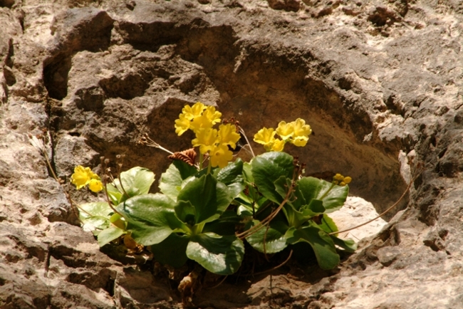 Primula auricula /  Primula orecchia d''orso